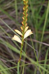 Watsonia watsonioides