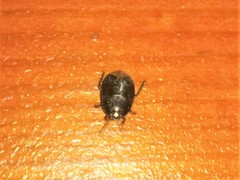 Macroscytus brunneus