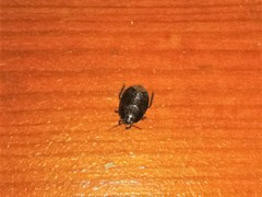 Macroscytus brunneus