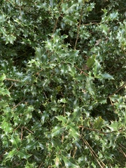Ilex aquifolium