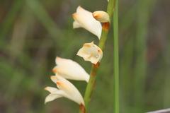 Watsonia watsonioides