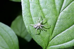 Araneae