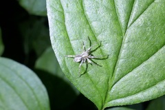Araneae