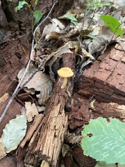 Cyptotrama chrysopepla