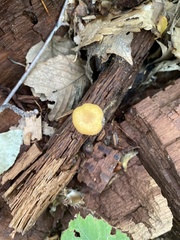 Cyptotrama chrysopepla