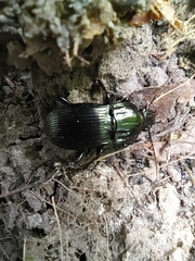 Abax parallelepipedus