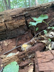 Cyptotrama chrysopepla