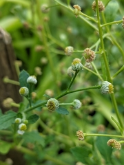 Dichrocephala integrifolia