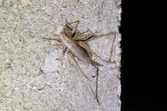 Pholidoptera griseoaptera