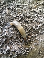 Krynickillus melanocephalus