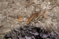 Pholidoptera griseoaptera