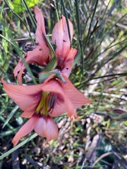 Gladiolus meliusculus