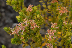 Pimelea buxifolia