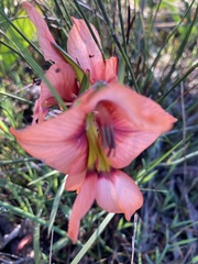 Gladiolus meliusculus