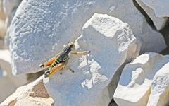 Podisma amedegnatoae