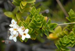 Pimelea buxifolia