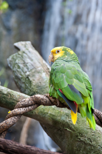 Yellow-headed Amazon