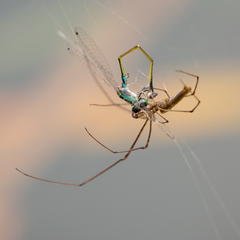 Tetragnatha keyserlingi