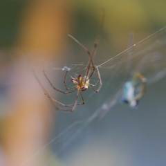Tetragnatha keyserlingi