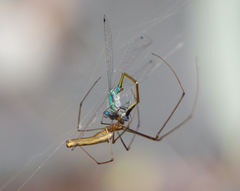 Tetragnatha keyserlingi