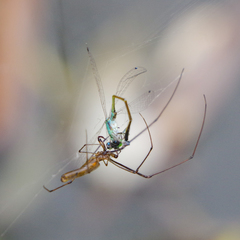 Tetragnatha keyserlingi