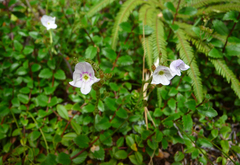Veronica lanceolata
