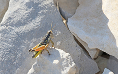 Podisma amedegnatoae