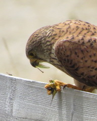 Falco tinnunculus tinnunculus