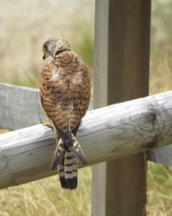 Falco tinnunculus tinnunculus