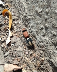 Ronisia brutia