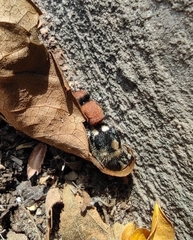 Ronisia brutia