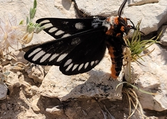 Hemileuca chinatiensis