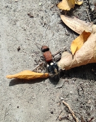 Ronisia brutia