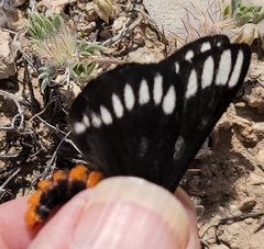 Hemileuca chinatiensis