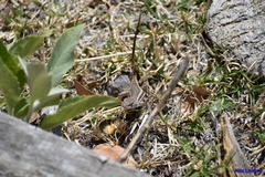 Sceloporus virgatus