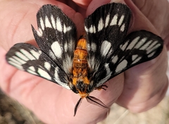 Hemileuca chinatiensis