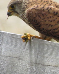 Falco tinnunculus tinnunculus