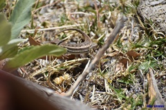 Sceloporus virgatus