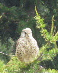 Falco tinnunculus tinnunculus