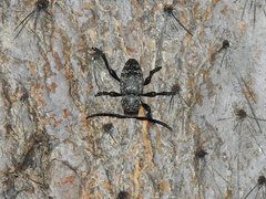 Moneilema blapsides ulkei