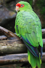 Red-Spectacled Amazon photo 3