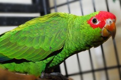 Red-Spectacled Amazon photo 5