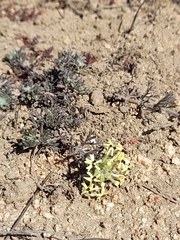 Glandularia sulphurea
