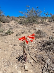 Zephyranthes phycelloides