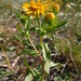 Meadow Fleabane - Photo (c) cpu, some rights reserved (CC BY-NC), uploaded by cpu