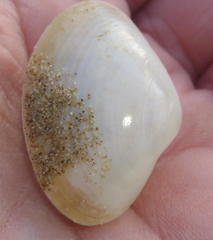 Tellinoidea