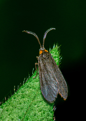 Acoloithus falsarius