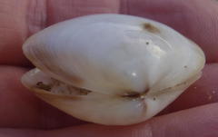 Tellinoidea