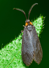 Acoloithus falsarius