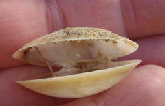 Tellinoidea